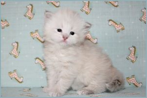 Female Siberian Kitten from Deedlebug Siberians